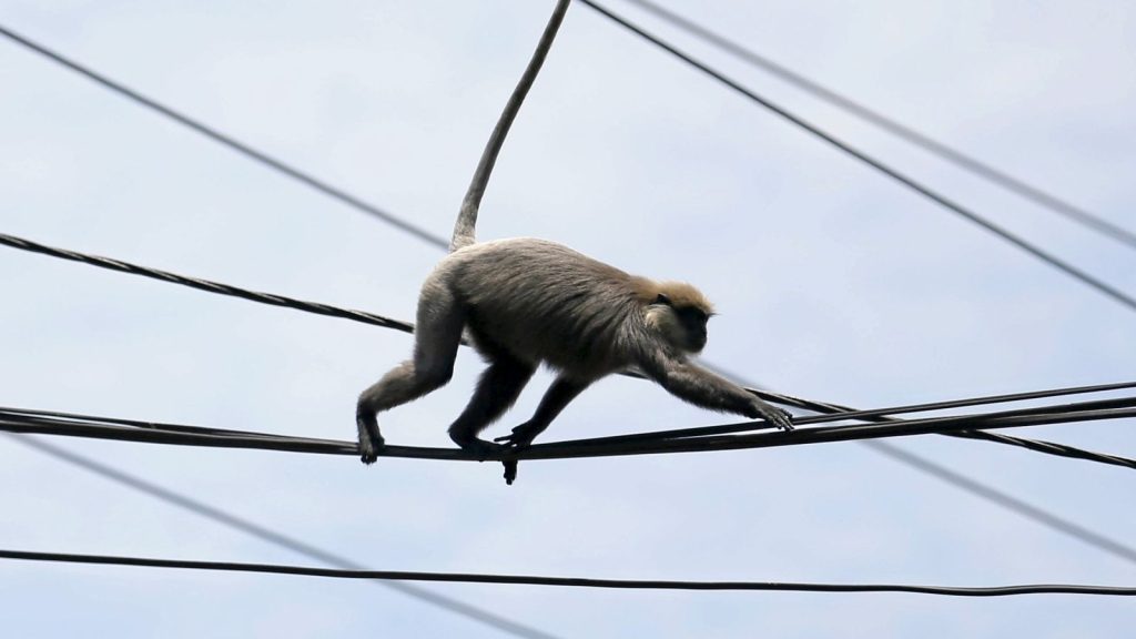 Monkey Causes Nationwide Blackout in Sri Lanka, Leaving 22 Million Without Power