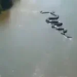 Massive Anaconda Spotted in the Amazon Jungle Stuns Locals and Researchers