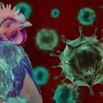 H5 Bird Flu Pandemic Risk: What Scientists Are Watching Closely